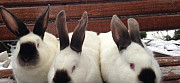 Кролики породы калифорниец Полысаево