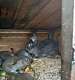 Кролики Нижневартовск