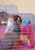 Кролик декоративный Гулькевичи