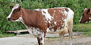 Корова Анапа