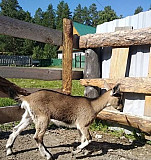 Нубийский козел. Красивые козлята Горно-Алтайск
