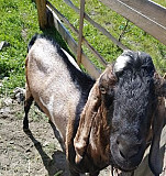 Нубийский козел. Красивые козлята Горно-Алтайск