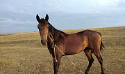 Лошадь Невинномысск