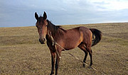 Лошадь Невинномысск