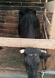 Коровы обмен на выброковку Заокский