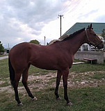 Лошадь Кашхатау