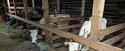 Коровы обмен на выброковку Наро-Фоминск
