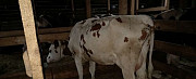 Коровы обмен на выброковку Наро-Фоминск