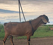 Коза Англо-нубийская нубийская Огаревка