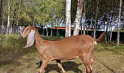 Коза Англо-нубийская нубийская Огаревка