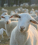 Продам овец и коз Змиевка