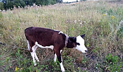 Корова Первомайский