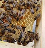 Пчелопакеты Самара