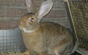 Кролики калифорнийской породы Мелеуз