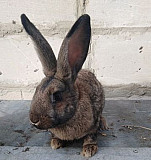 Кролики породы Фландр Земетчино