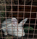 Кролик Чернянка