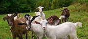Продаются дойные козы Лебедянь