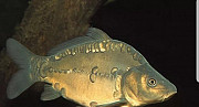 Рыба живая Карп,карась,белый амур Агалатово
