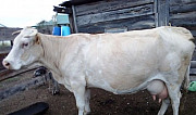 Продается корова Ермолаево