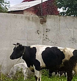 Корова Среднеуральск