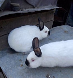 Кролики Сальск
