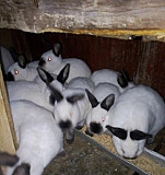 Кролики Сальск