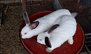 Кролики (калифорнийцы) Гиагинская