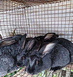 Кролики Саратов