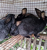 Кролики Саратов