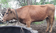 Коровы Александровское