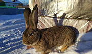 Продам кроликов породы фландер Карасук