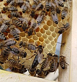 Пчелопакеты Уфа