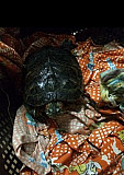Красноухая черепаха (водная) Альметьевск