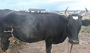 Корова Гудермес