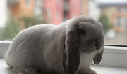 Кролики Стерлитамак