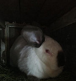 Продам кроликов Сызрань