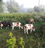Коровы Бийск