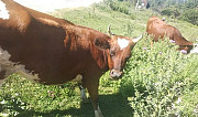 Коровы Каменномостский