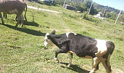 Коровы Каменномостский