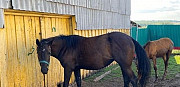 Лошадь Кушнаренково