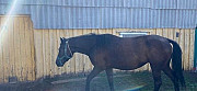 Лошадь Кушнаренково