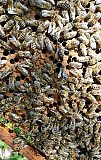 Пчеломатки, пчелы карпатка Истра