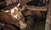 Корова с телёнком Карачаевск
