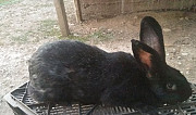 Кролики Куба