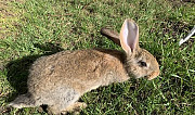 Кролики породы "Фландр" Липецк
