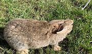 Кролики породы "Фландр" Липецк