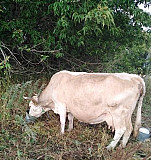 Корова Грачёвка