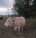 Корова Грачёвка