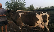 Корова Понежукай