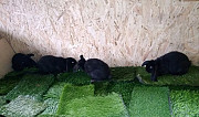 Кролики Махачкала